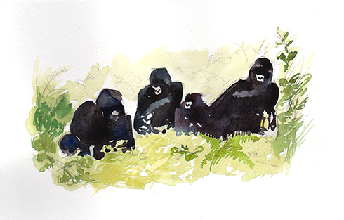 Virunga_Mountain_Gorilla