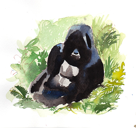 Virunga_Mountain_Gorilla