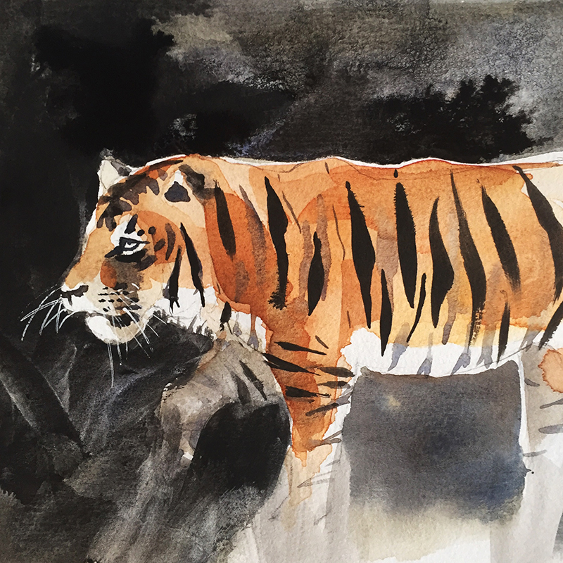 Haley_Mistler_tiger_illustration