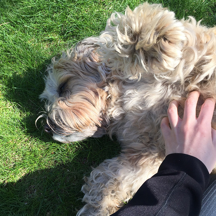 wheaten_terrier